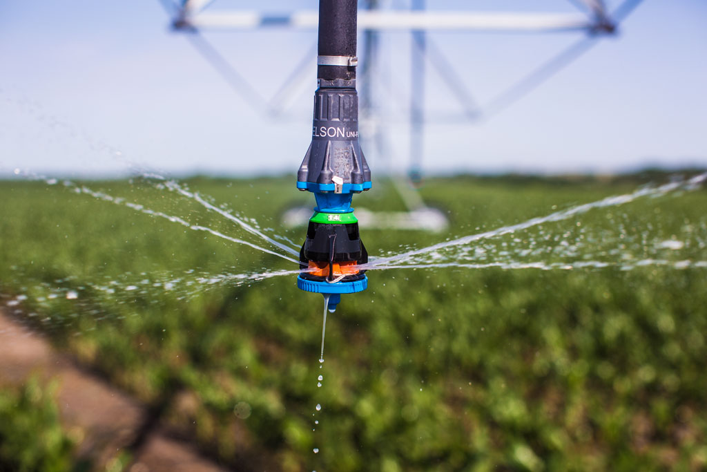 Nelson sprinkler applying water beneath a center pivot in a corn field